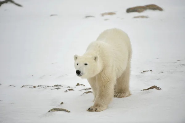北极熊 . — 图库照片