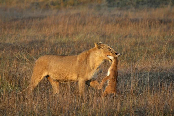 母狮与猎物. — 图库照片