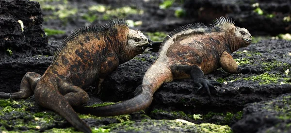 Males marine iguana fight. — Stock Photo, Image