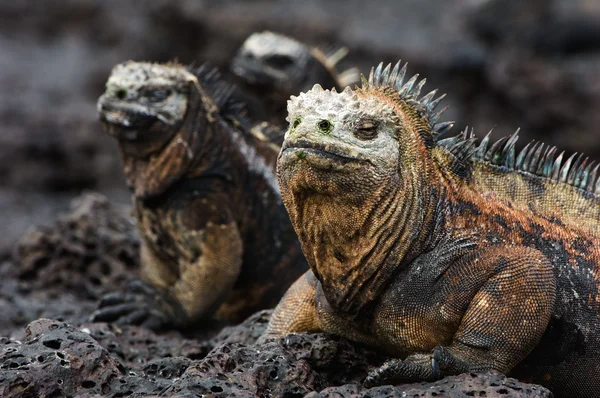 Retrato da iguana marinha com parentes . — Fotografia de Stock