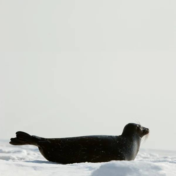 La foca Ladoga sul ghiaccio . — Foto Stock