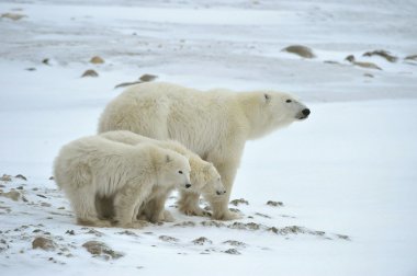 Polar she-bear with cubs. The polar she-bear with two kids on snow-covered coast. clipart