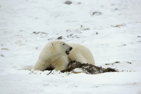 Kutup ayısı ve deniz yosunu. — Stok fotoğraf