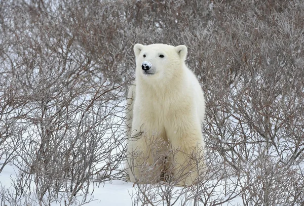 Retrato de oso polar . —  Fotos de Stock