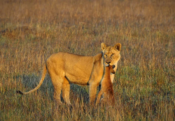 母狮和新出生的羚羊的猎物 母狮在热带稀树草原去和熊的羚羊被杀的孩子 黄色的草 清晨的阳光 — 图库照片