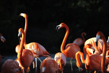 Flamingo üzerinde bir düşüş.