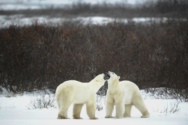 2匹のホッキョクグマは暗い茂みに遭遇し 口で測定されます — ストック写真