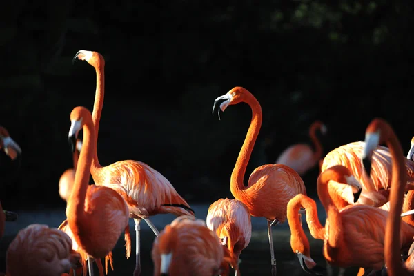 Flamingo på en nedgång. — Stockfoto