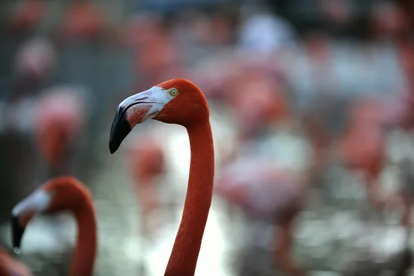 Alacakaranlık Rengarenk Bir Arka Plan Üzerinde Pembe Flamingo Portresi — Stok fotoğraf