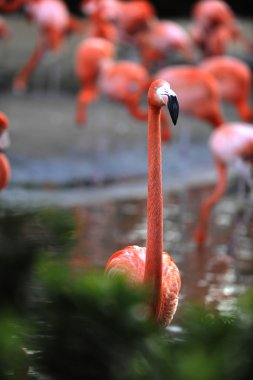 pembe flamingo paravan olarak portresi. Phoenicopterus ruber. yeşil yaprakları bir çerçeve içinde bir flamingo portresi.