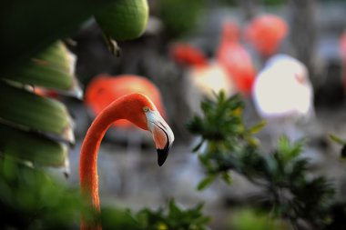 Portait bir flamingo.