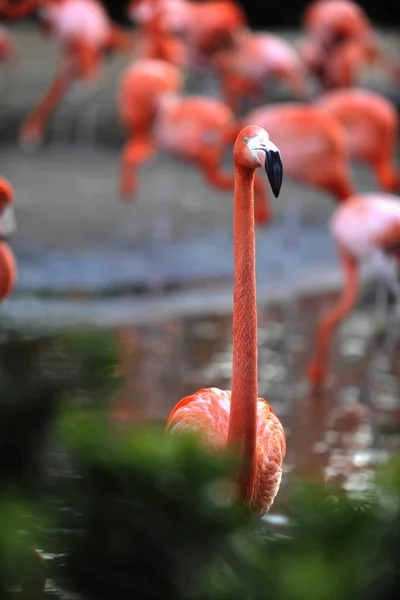 Portrét Růžový Plameňák Přední Phoenicopterus Ruber Portrét Flamingo Rámci Zelených — Stock fotografie