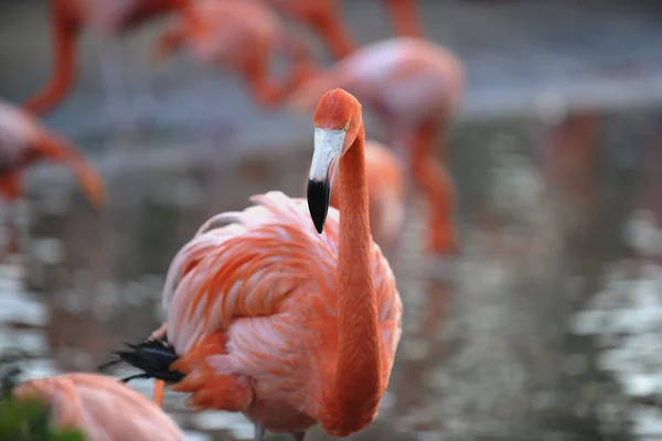 American Flamingo (Fhoenicopterus ruber) — Stock fotografie