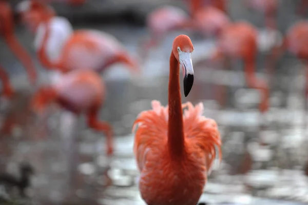 Bir flamingo portresi. — Stok fotoğraf