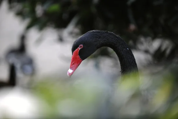 Ritratto Cigno Nero Ambiente Fogliare — Foto Stock