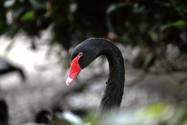 Чёрный лебедь . — стоковое фото