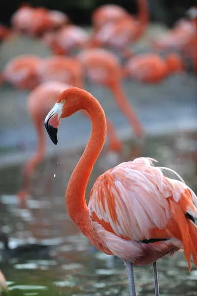 Portret Van Een Roze Flamingo Een Profiel Met Druppels — Stockfoto