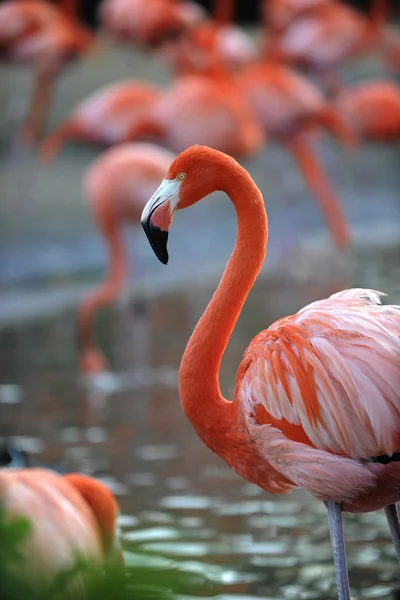 Porträtt Rosa Flamingo Profil — Stockfoto
