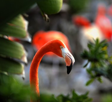 Portait bir flamingo.