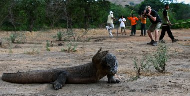 Greetings from a dragon with Komodo. The photographer does a picture of a monitor lizard. Rangers with sticks for safety on a background clipart