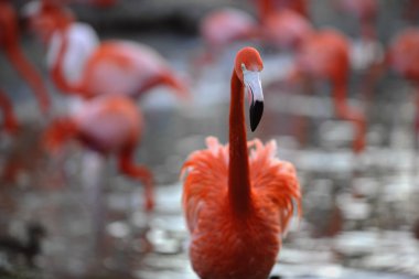 Phoenicopterus ruber. bir flamingo portresi.