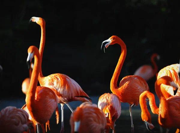 Flamingo Declino Ritratto Gruppo Fenicotteri Rosa Uno Sfondo Scuro Travi — Foto Stock