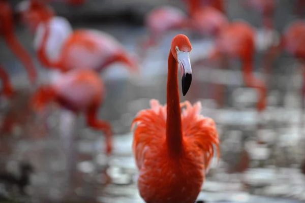 Phoenicopterus Ruber Porträtt Flamingo — Stockfoto