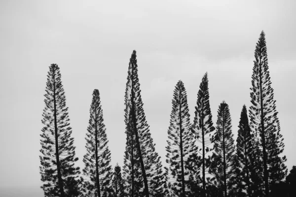 Silhouetten van de bomen — Stockfoto