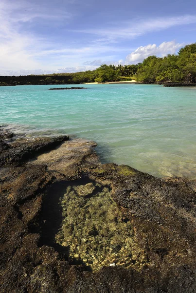 Tropikalne Wybrzeże Wybrzeże Pokryte Lawy Przejrzyste Wody Ocean Cichy — Zdjęcie stockowe