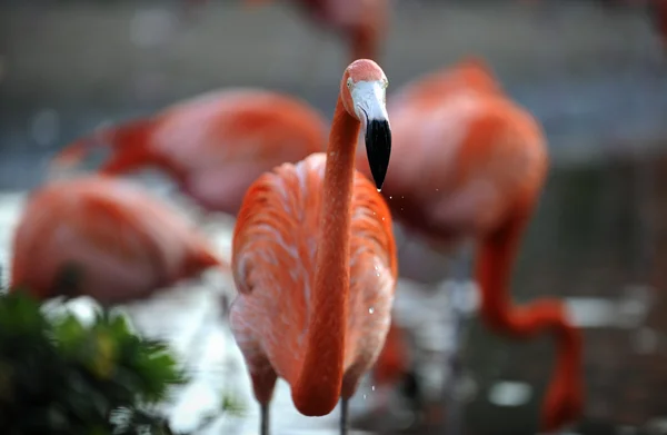 Porträt eines Flamingos. — Stockfoto