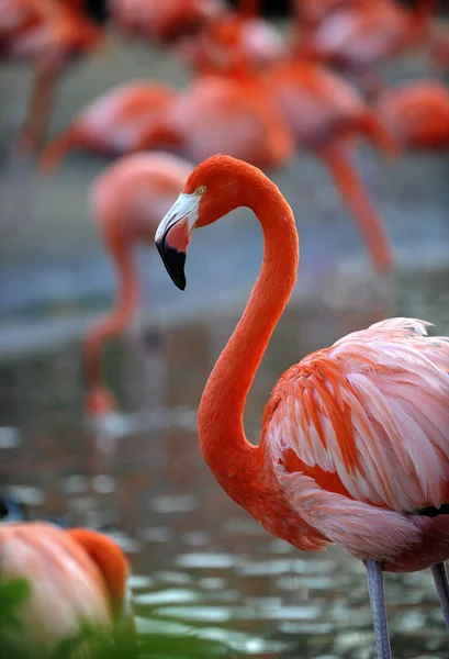 Porträtt av en flamingo. — Stockfoto