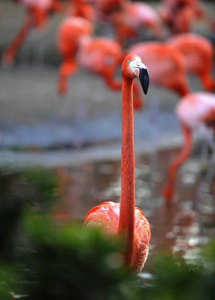 American Flamingo (Phoenicopterus ruber) — Stock Photo, Image