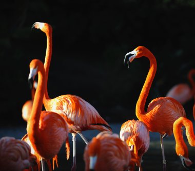 Bir flamingo portresi.
