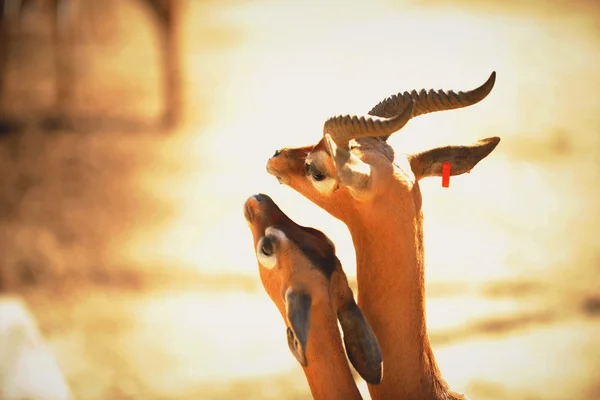 Gerenuk kärlek. — Stockfoto