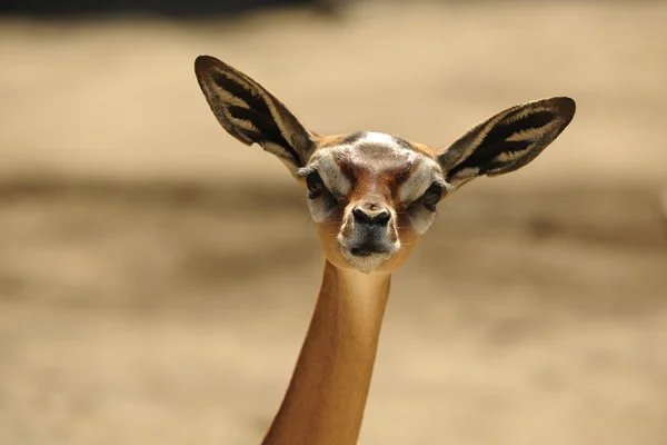 Gerenoek Litocranius Walleri Ook Bekend Als Waller Gazelle — Stockfoto