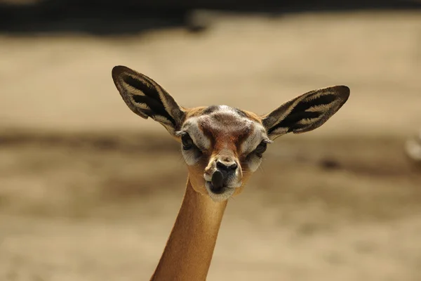 Zsiráfnyakú gazella — Stock Fotó