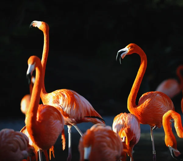 Retrato de um flamingo. — Fotografia de Stock