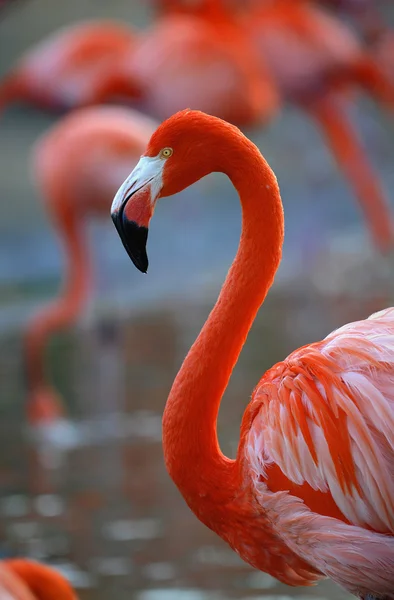 Profilde Pembe Bir Flamingo Portresi — Stok fotoğraf