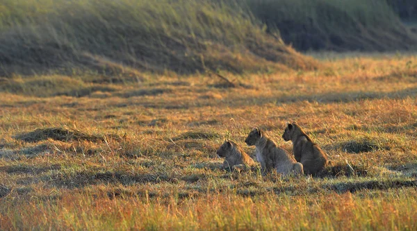 Young Lions Wait Mum Hunting Yellow Grass Morning Sun — Stock Photo, Image