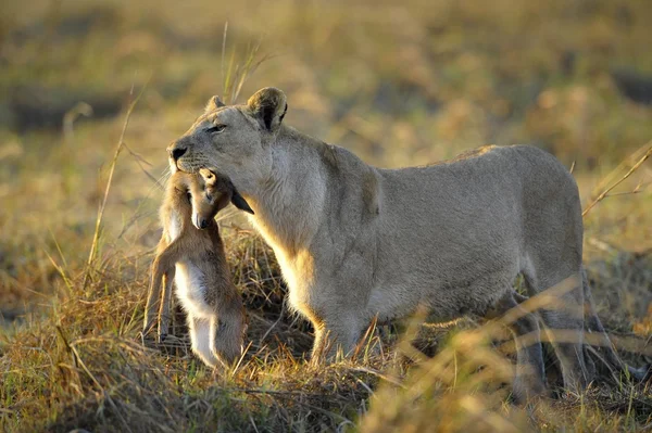 獲物と雌ライオン. — ストック写真