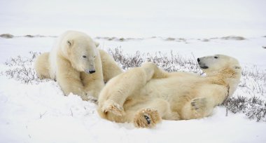 Polar bears have a rest, lying on snow. clipart