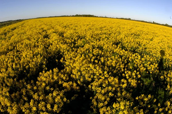 Sárga virágok mezeje. — Stock Fotó