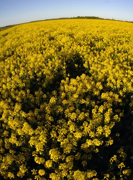 Fält Gula Blommor Morgon Fältet Täckt Med Gula Blommor — Stockfoto