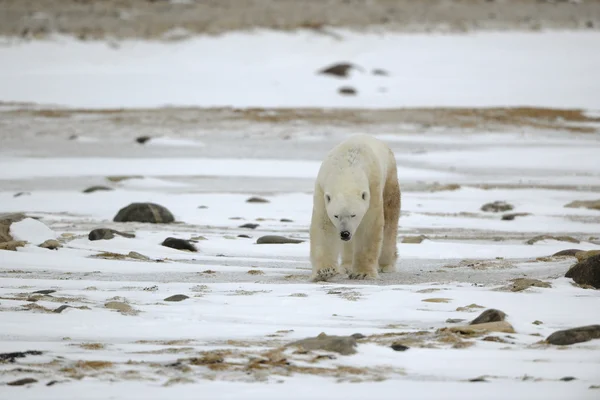 Gidiş kutup ayısı. — Stok fotoğraf