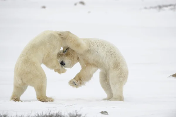 北极熊的战斗 北极熊在战斗中被联系在一起 互相咬着 — 图库照片