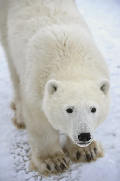 Retrato de um urso polar — Fotografia de Stock