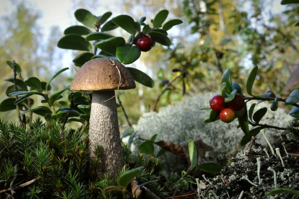 蘑菇桦木蘑菇和越橘 在附近越橘的 Moss 中的蘑菇成本增长 — 图库照片