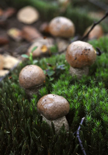 Der Birkenpilz Leccinum Scabrum Ist Ein Essbarer Pilz — Stockfoto