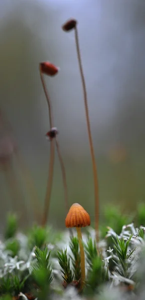 蘑菇和苔藓 Moss 环境中的小蘑菇 — 图库照片