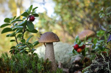 Mushroom a birch mushroom and a cowberry. clipart